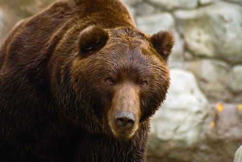 竟然是一头体型巨大的西伯利亚棕熊!