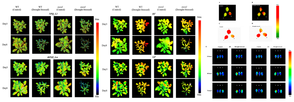 fluorcam多光谱荧光成像技术应用案例植物干旱响应表型研究