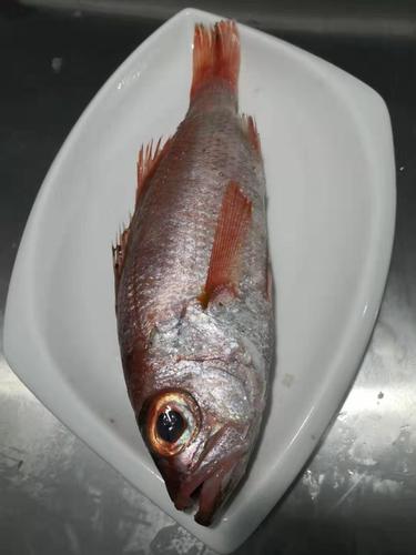 海蜀黍出品东海舟山野生深水中大红果鲤3两至5两海鲜中的皇者鱼
