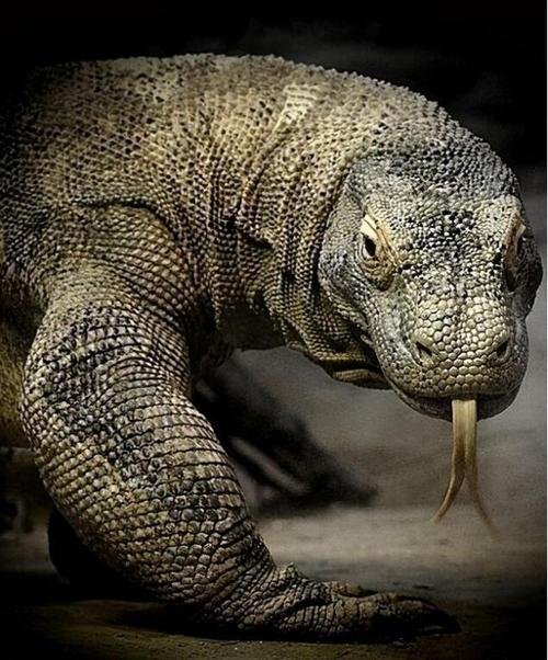 被"神话"的科莫多巨蜥:现存最大的蜥蜴,其真正实力到底如何?