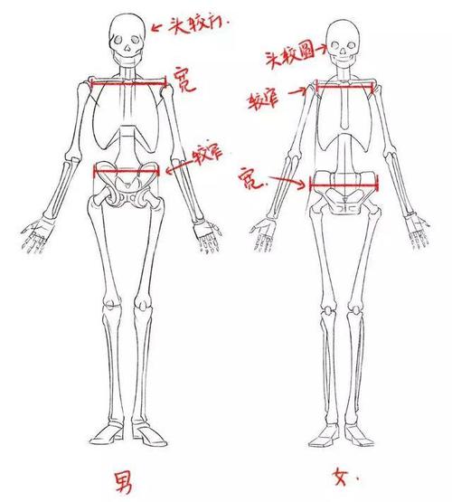 上面是人体骨骼通常的画法,但是男女骨骼之间存在一些决定性差异,来
