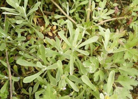 水牛草是一种低矮草本,是单子叶植物纲,禾本目,禾本科,野牛草属的植物