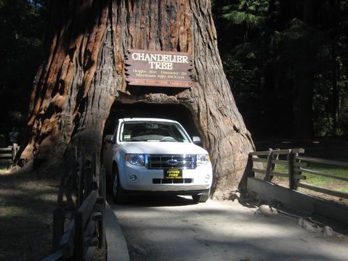 红木国家公园 redwood national park