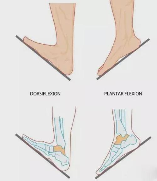 足背屈(左),跖屈(右)   而这一能力的强弱,则受到跟腱长度的影响