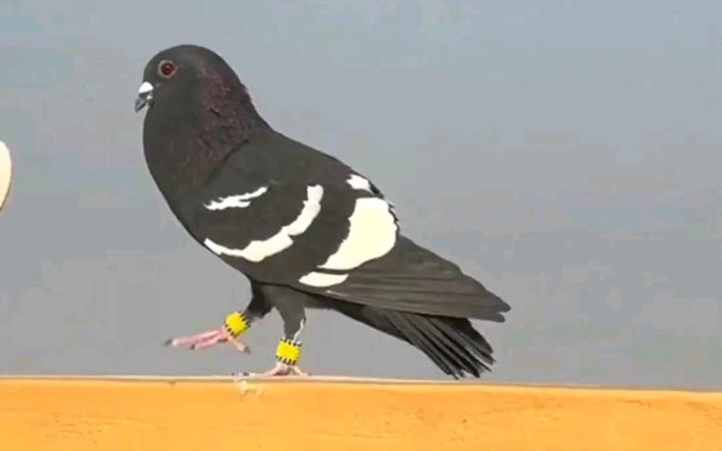 中东观赏鸽 阿拉伯酋长鸽