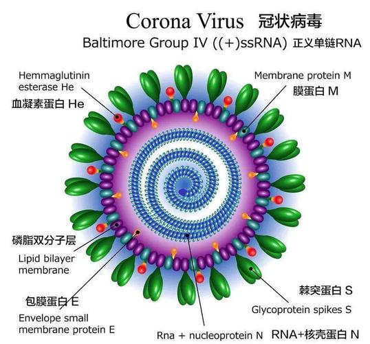 冠状病毒结构.