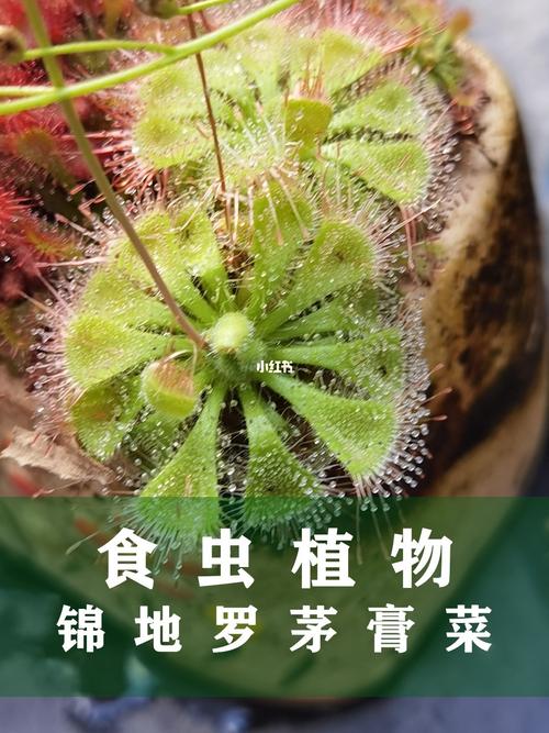 食虫植物品种推荐锦地罗茅膏菜
