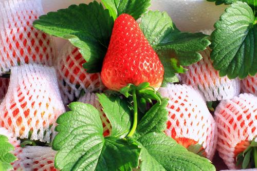 品享无化学激素草莓 感受自然香甜品质