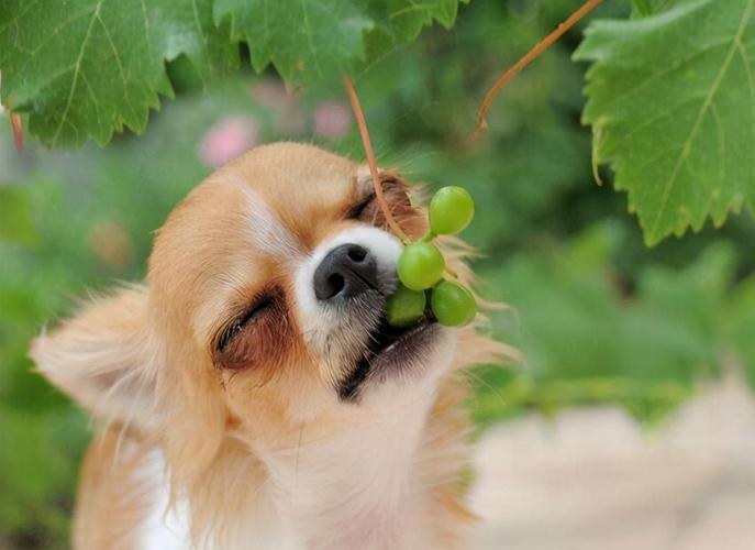 都是葡萄和葡萄干都不适合给狗狗吃的,因为葡萄可以造成狗狗致命,特别