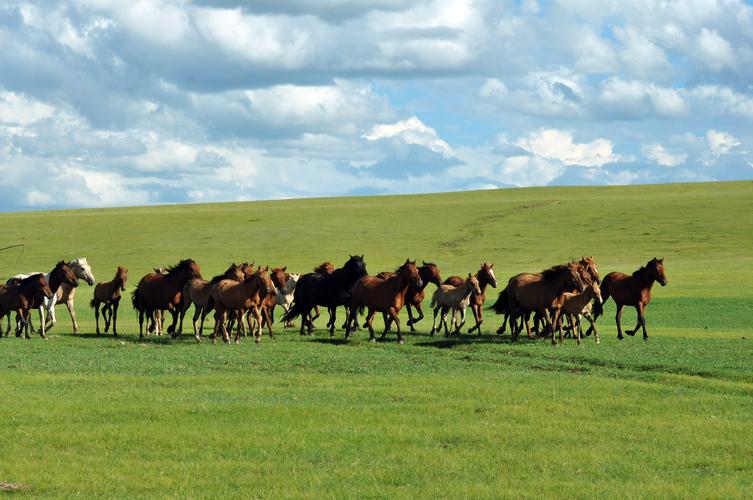 骏马奔驰在辽阔的草原.草原美,牛羊肥,马儿壮