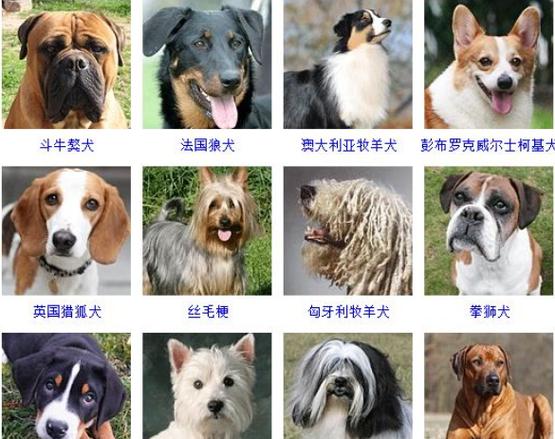 72中名犬根据体型可以分为超大型犬,大型犬,中型犬,小型犬