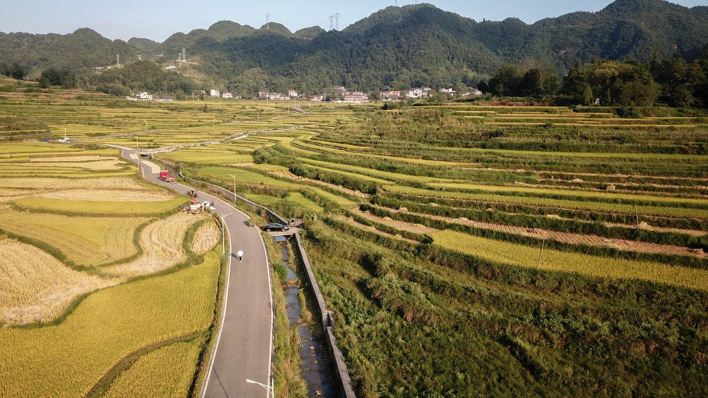 这是9月4日无人机拍摄的湖南湘西花垣县麻栗场镇沙科村的稻田.