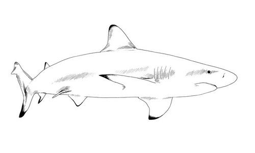 在白色的背景上绘制在油墨中的大白鲨照片