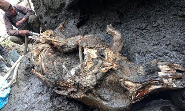 报道指出,这具尸体是迄今为止发现的保存最完好的长毛犀牛标本之一.