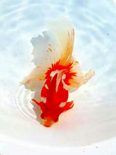中国最美的观赏鱼——金鱼