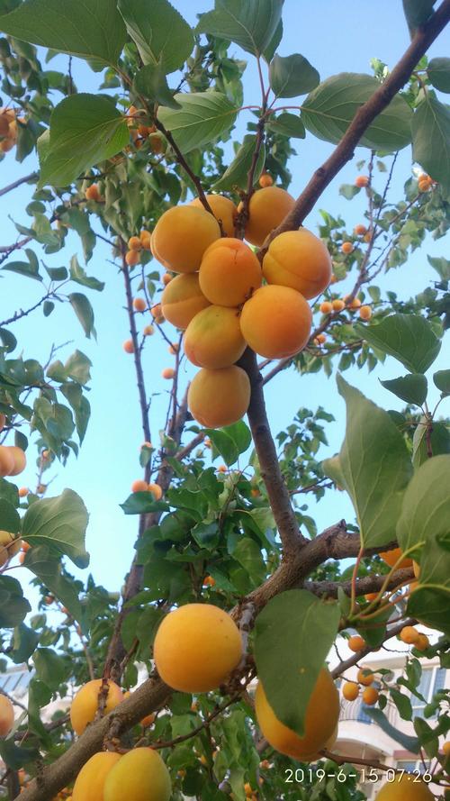小区的各种水果树,硕果满满.(2019.6.5)