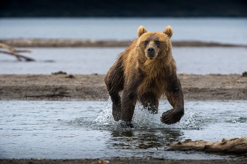 镜头随我行摄世界我的2019…八月俄罗斯堪察加棕熊王国行摄记