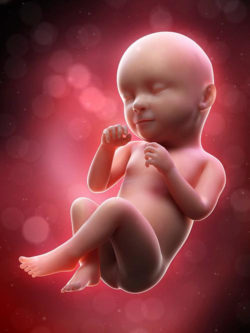 人类胎儿图,第39周图片素材
