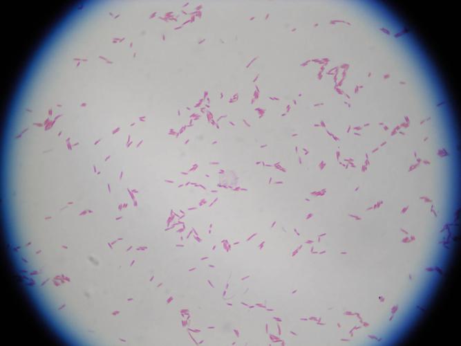 coli大肠杆菌)产品用途用于细菌或真菌的革兰氏涂片染色.
