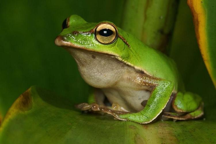 温水里的青蛙真的会坐以待毙吗?科学实验告诉你寓言不可信