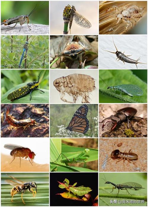 有益昆虫有哪些名字,燃爆眼球,令人爱不释手的十大绝美奇特的生物!