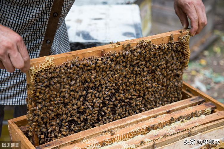 养蜂人:掌握这5种方法,越冬无压力