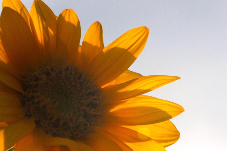 【图片故事】万亩向阳花,满眼阳光,盛开希望