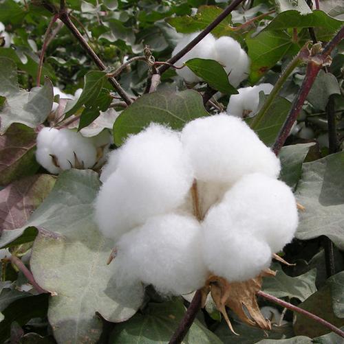 长期提供各种棉花,级别229b,可出口