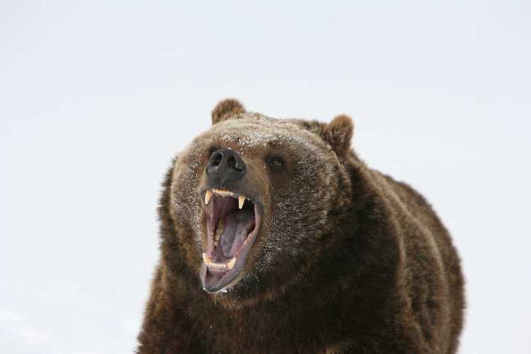 灰熊棕熊图片-棕熊正面表情素材-高清图片-摄影照片-寻图免费打包下载