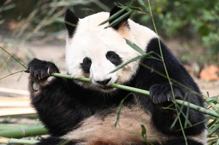 中国大熊猫保护研究中心核桃坪野化培训基地:护佑国宝大熊猫