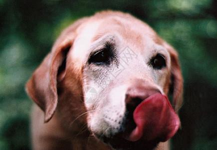 拉布拉多狗狗舔鼻子图片素材