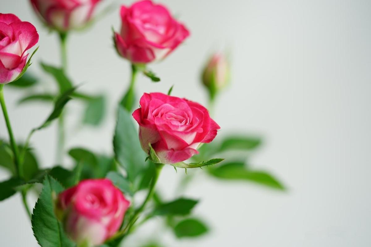 玫瑰花,关于爱情7815 - 堆糖,美图壁纸兴趣社区