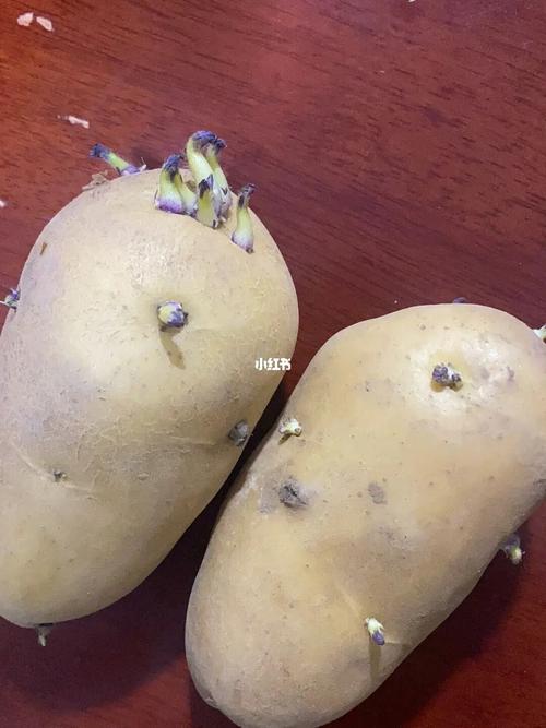 土豆发芽能吃吗