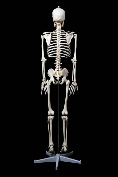 新款厂家直销医学标准的170cm人体大骨骼模型 骷髅骨架标本