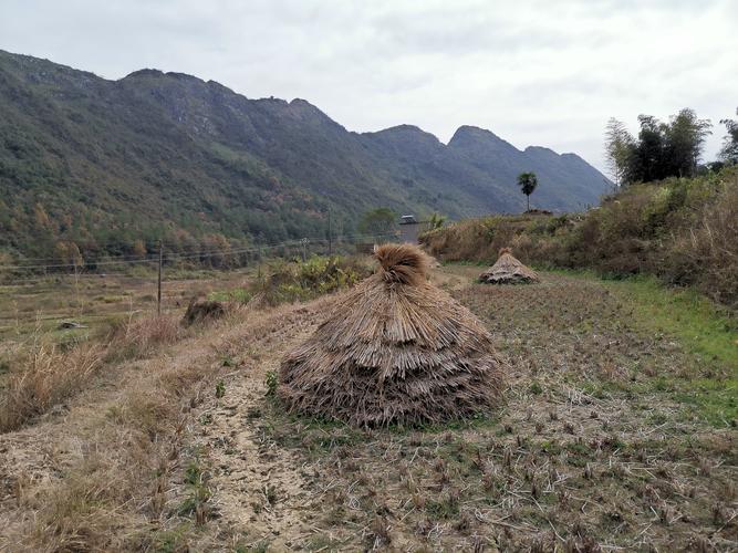 这稻草垛说明这个地方的稻谷还是用人工进行收割的.