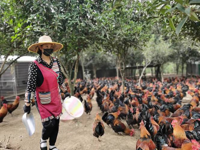 大方县雨冲乡金星村瑶鸡养殖基地负责人郑媛媛正在喂鸡.