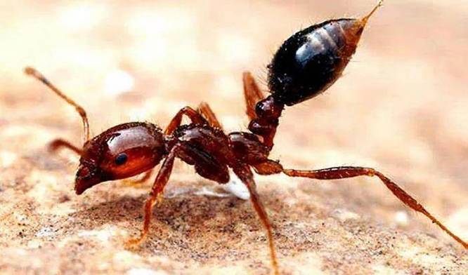 盘点世界上十一种又大又有毒的蚂蚁,颠覆你的认知_体长_马塔贝勒_红足