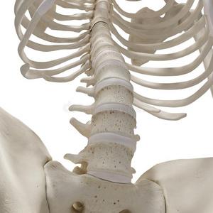 腰部骨骼图片