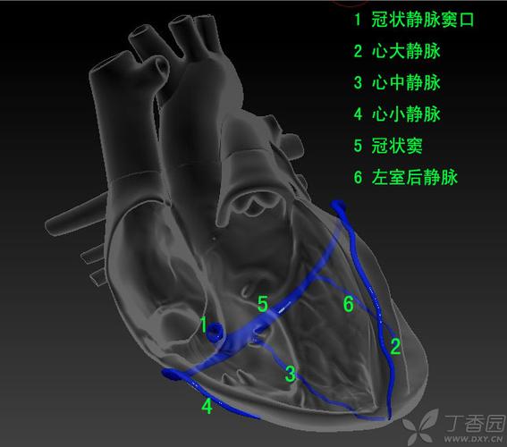 汇入冠状窦静脉,通过冠状窦最后回流入右心房,冠状窦口下缘有冠状窦瓣