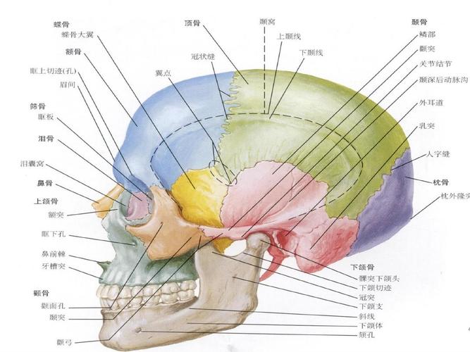 颅脑应用解剖学ppt