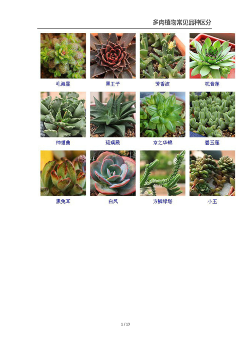 多肉植物常见品种区分.docx