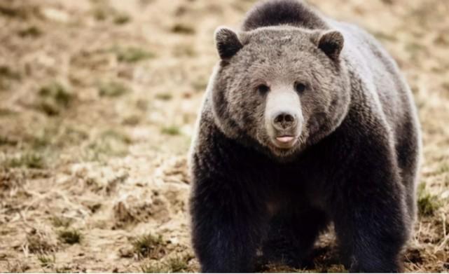 四川棕熊在街上狂奔,去年曾咬3名村民,它为何对人类起