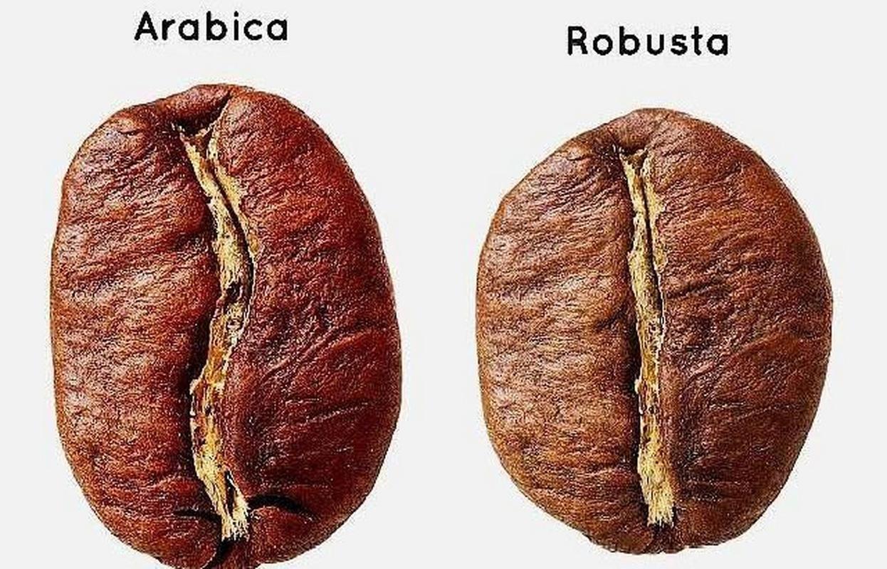 咖啡豆品种:阿拉比卡和罗布斯塔的区别 961,风味特色不同 7515