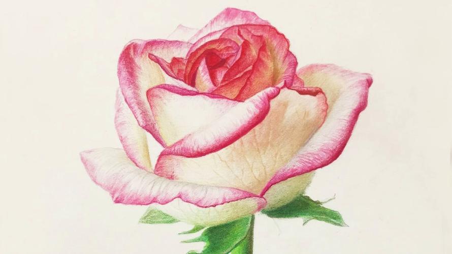 裴俊飞老师中央美院分享玫瑰花素描彩铅的图文详细分析