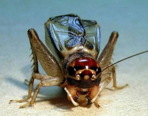 蟋蟀多数中小型,少数大型.黄褐色至黑褐色. 头圆,胸宽,触角细长.