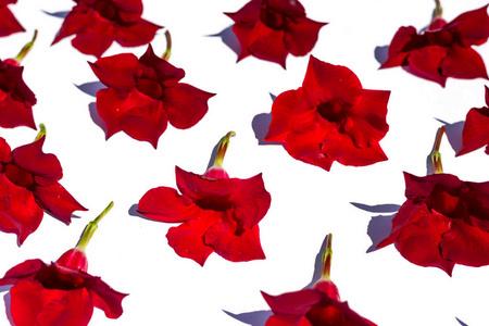 花朵背景是郁郁葱葱的鲜红色曼陀罗花,均匀地分布在白色背景上,在明亮