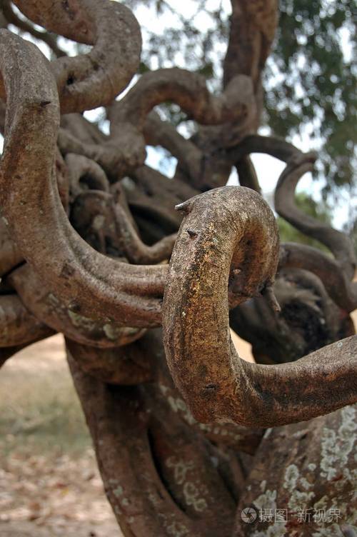 荆棘树是柬埔寨杀戮场种族灭绝的象征