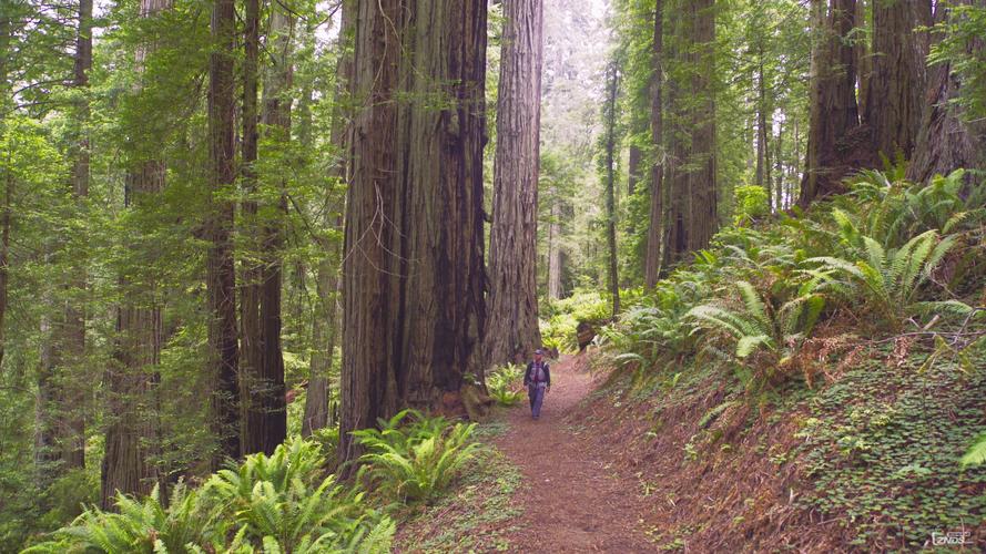 redwood.national.and.state.parks.episode.1.2015.2160p.web-dl.