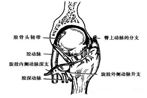 该动脉在靠近骨骺板处进入股骨颈,为发生股骨头血供的主要来源,旋骨内