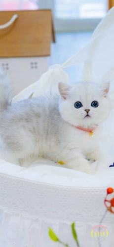 银渐层英短猫英国短毛猫折耳猫猫咪活物宠物猫幼崽活体纯种小奶猫